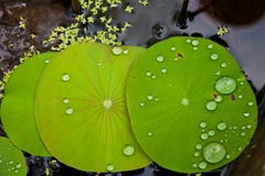 Image Of Lotus Leaf Stock Photography