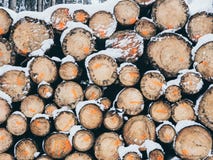 Image of pile of wood with snow in the forest in the winter stock photo Image of pile of wood with snow in the forest in the winter stock photo