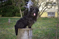 Black fluffy dog sitting on a stump. stock image Black fluffy dog sitting on a stump. stock image