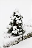 An Image of a snowed lamp with a tree Royalty Free Stock Image An Image of a snowed lamp with a tree Royalty Free Stock Image