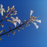 Perspective with flowers royalty free stock image Perspective with flowers royalty free stock image