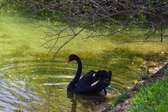 Imagem da cisne preta fotografia de stock Imagem da cisne preta fotografia de stock