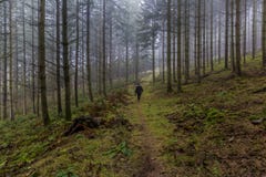 Imagem de uma mulher que anda entre pinheiros altos na floresta imagem de stock Imagem de uma mulher que anda entre pinheiros altos na floresta imagem de stock
