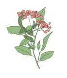 Imagem de uma planta, vetor da cor ilustração royalty free Imagem de uma planta, vetor da cor ilustração royalty free