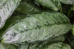 Imagem do arbusto de Schott do commutatum do Aglaonema no jardim foto de stock royalty free Imagem do arbusto de Schott do commutatum do Aglaonema no jardim foto de stock royalty free