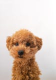 Imagem do passaporte de uma caniche de brinquedo! imagens de stock royalty free Imagem do passaporte de uma caniche de brinquedo! imagens de stock royalty free