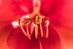 Imagem macia do foco de flores vermelhas dos amarylis da flor completa foto de stock Imagem macia do foco de flores vermelhas dos amarylis da flor completa foto de stock