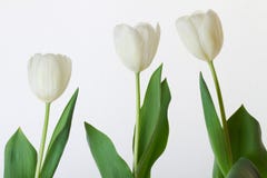 Imagem macro das pétalas da tulipa imagens de stock royalty free Imagem macro das pétalas da tulipa imagens de stock royalty free