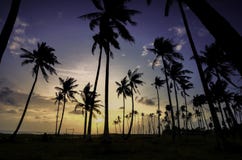 Imagen de la silueta de la palmera sobre fondo de la salida del sol foto de archivo libre de regalías Imagen de la silueta de la palmera sobre fondo de la salida del sol foto de archivo libre de regalías