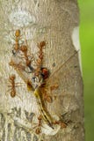 Imagen de las hormigas rojas que comen libélulas en árbol Animal Fotos de archivo libres de regalías Imagen de las hormigas rojas que comen libélulas en árbol Animal Fotos de archivo libres de regalías