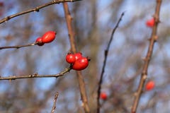 Imagen del arbusto del dogrose del otoño con las bayas rojas maduras en tiempo frío Las hojas pasadas en el arbusto del dogrose e fotos de archivo Imagen del arbusto del dogrose del otoño con las bayas rojas maduras en tiempo frío Las hojas pasadas en el arbusto del dogrose e fotos de archivo