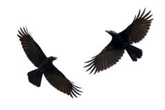 Imagen del vuelo negro del cuervo en el fondo blanco Animal Fotos de archivo Imagen del vuelo negro del cuervo en el fondo blanco Animal Fotos de archivo