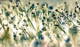 Images impressionnistes - la rosée se laisse tomber sur l'herbe givrée de matin images stock Images impressionnistes - la rosée se laisse tomber sur l'herbe givrée de matin images stock
