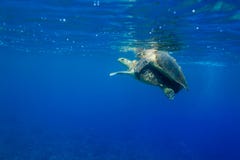 Imbricata Eretmochelys 2 черепах Hawksbill сопрягая в океане стоковое фото Imbricata Eretmochelys 2 черепах Hawksbill сопрягая в океане стоковое фото