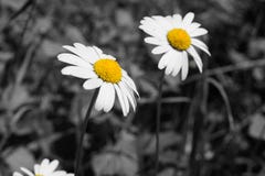Immagine in bianco e nero e gialla dei fiori della margherita fotografia stock Immagine in bianco e nero e gialla dei fiori della margherita fotografia stock
