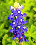 Immagine del primo piano di un bluebonnet immagine stock libera da diritti Immagine del primo piano di un bluebonnet immagine stock libera da diritti