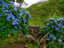 Immagine di belle ortensie di fioritura nella natura fotografia stock Immagine di belle ortensie di fioritura nella natura fotografia stock