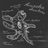 Immagine disegnata a mano dell'ameba illustrazione vettoriale Immagine disegnata a mano dell'ameba illustrazione vettoriale