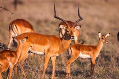 Impala antelope walking on the grass landscape, Africa