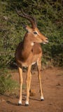 Impala baran patrzeje prawy zdjęcie stock Impala baran patrzeje prawy zdjęcie stock