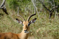 Impala masculina no selvagem fotografia de stock Impala masculina no selvagem fotografia de stock