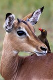 Impala with oxpecker in So royalty free stock photography Impala with oxpecker in So royalty free stock photography