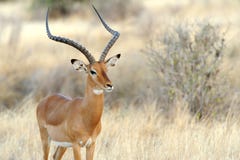 Impala in savanna