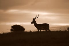 An Impala silhoette at sunset