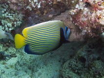 Imperial Angelfish (Pomacanthus imperator) royalty free stock photo Imperial Angelfish (Pomacanthus imperator) royalty free stock photo