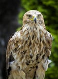 Imperial Eagle Aquila Heliaca