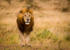 Impressive wild male of Lion Panthera leo from the nature reserve Mara North Conservancy in Kenya. stock image Impressive wild male of Lion Panthera leo from the nature reserve Mara North Conservancy in Kenya. stock image