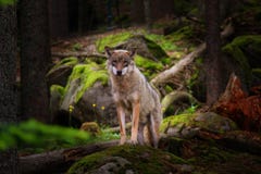 Impressive wolf looking to the camera. National Park Sumava. royalty free stock image Impressive wolf looking to the camera. National Park Sumava. royalty free stock image