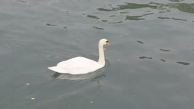 Impulsos del cisne en el río Impulsos del cisne en el río