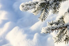 Imágenes del invierno: Árbol nevado - fotos comunes imágenes de archivo libres de regalías Imágenes del invierno: Árbol nevado - fotos comunes imágenes de archivo libres de regalías