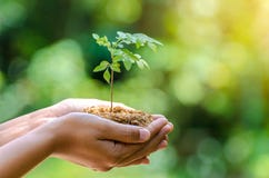 In The Hands Of Trees Growing Seedlings Bokeh Green Background Female Hand Holding Tree Nature Field Grass Forest Conservation Stock Images In The Hands Of Trees Growing Seedlings Bokeh Green Background Female Hand Holding Tree Nature Field Grass Forest Conservation Stock Images