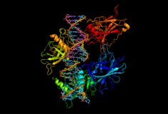 inbindande dna-protein som dämpar till tumoren stock illustrationer inbindande dna-protein som dämpar till tumoren stock illustrationer