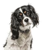 Inclinazione sprezzante di re Charles Spaniel capa ed esaminare macchina fotografica immagini stock libere da diritti Inclinazione sprezzante di re Charles Spaniel capa ed esaminare macchina fotografica immagini stock libere da diritti