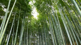 Incline encima de vista del bosque de bambú, Arashiyama, Kyoto, Japón almacen de metraje de vídeo Incline encima de vista del bosque de bambú, Arashiyama, Kyoto, Japón almacen de metraje de vídeo