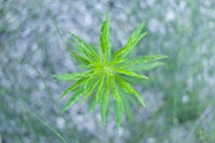 Incredible Nature Green Water Plants growing on a stones close t royalty free stock photo Incredible Nature Green Water Plants growing on a stones close t royalty free stock photo