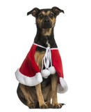 Incroci il cane che indossa un capo di natale, seduta, isolata immagini stock Incroci il cane che indossa un capo di natale, seduta, isolata immagini stock