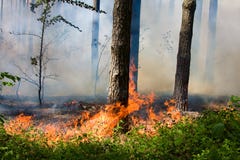 Incêndio florestal fotografia de stock royalty free Incêndio florestal fotografia de stock royalty free