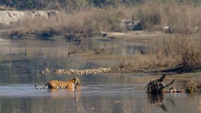 Inder-Bengal-Tiger in Népal stockfotografie Inder-Bengal-Tiger in Népal stockfotografie