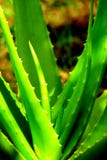 Indian Aloe Vera Plant-I Royalty Free Stock Image