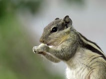 Indian Chipmunk Royalty Free Stock Image Indian Chipmunk Royalty Free Stock Image