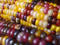 Indian Corn Stock Photography Indian Corn Stock Photography