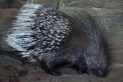 Indian crested porcupine Hystrix indica Stock Photography Indian crested porcupine Hystrix indica Stock Photography