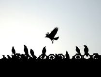 Indian crows flying , playing , fighting enjoying silhouette stock image Indian crows flying , playing , fighting enjoying silhouette stock image