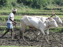 Indian farmer plows with bullocks