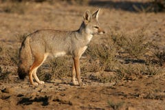 Indian fox royalty free stock photo Indian fox royalty free stock photo