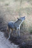Indian Jackal Making Territorial Call in Kanha National Park, India Stock Image Indian Jackal Making Territorial Call in Kanha National Park, India Stock Image